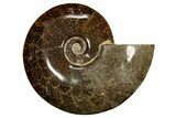 Polished, Agatized Ammonite (Cleoniceras) - Madagascar #323478-1